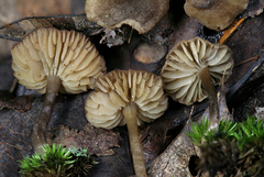 Biannulariaceae
