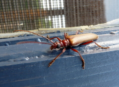 Centrodera decolorata