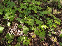 Biannulariaceae