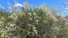 Eriogonum fasciculatum fasciculatum