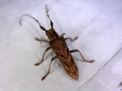 Saperda obliqua