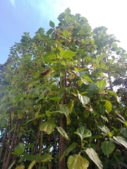 Smallanthus pyramidalis