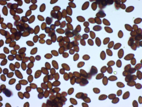 Coprinopsis romagnesiana