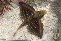 Prionotus rubio