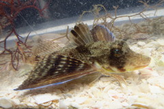 Prionotus rubio