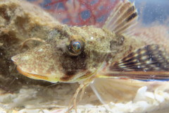 Prionotus rubio