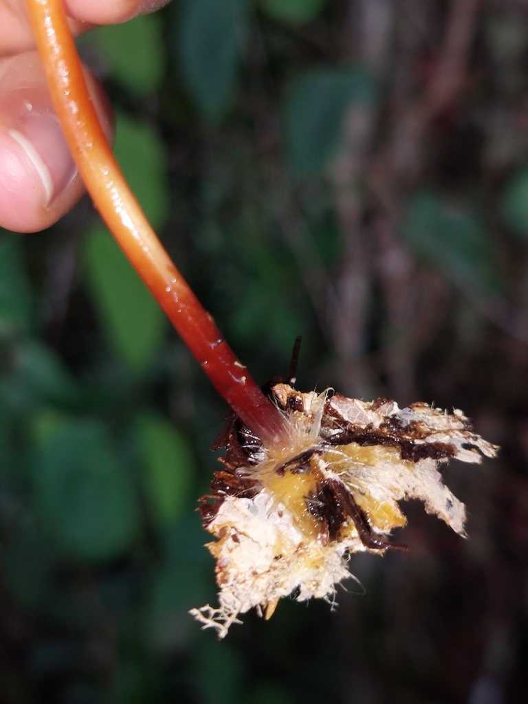 Marasmius hymenogloeus · April 2022 · photo: © danielmesa1 (iNaturalist, cc-by)