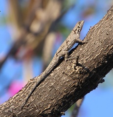 Urosaurus bicarinatus