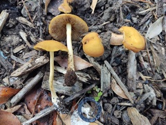 Agrocybe arvalis