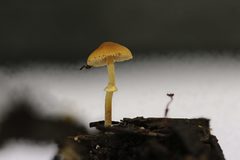Conocybe filaris