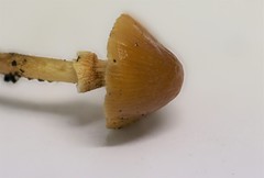 Conocybe filaris