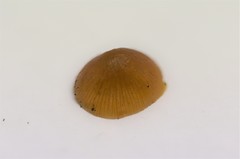 Conocybe filaris