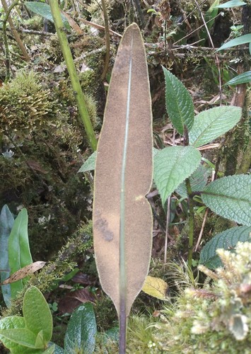Elaphoglossum lingua, photograph 3