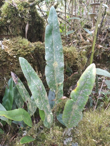 Elaphoglossum lingua, photograph 2