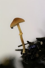Conocybe filaris