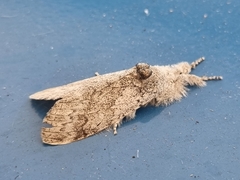 Noctuoidea
