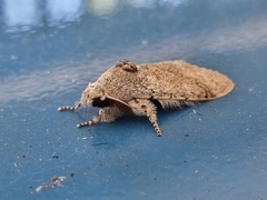 Noctuoidea