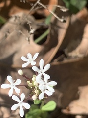 Valerianella longiflora