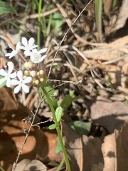 Valerianella longiflora
