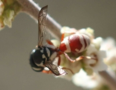 Pterocheilus tricoloratus