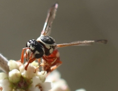 Pterocheilus tricoloratus