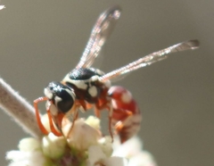 Pterocheilus tricoloratus