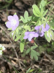 Phacelia hirsuta