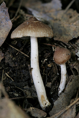 Inocybe flocculosa