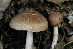 Inocybe flocculosa