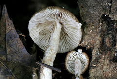 Inocybe flocculosa