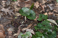 Hexastylis virginica