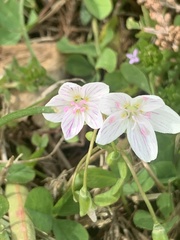 Claytonia virginica