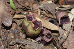 Hexastylis virginica