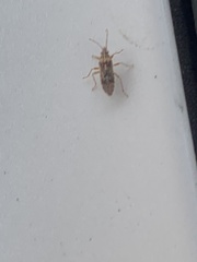 Belonochilus numenius