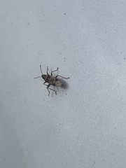 Belonochilus numenius