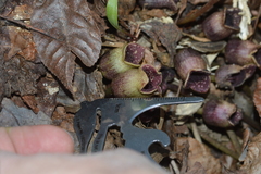 Hexastylis virginica