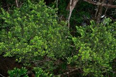Uromyrtus