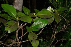 Gardenia oudiepe