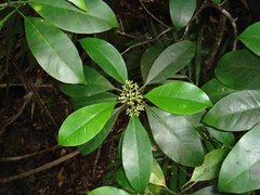 Eumachia