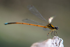 Eoargiolestes ochraceus