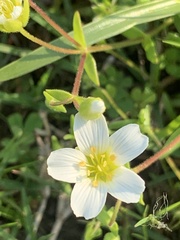 Mononeuria nuttallii