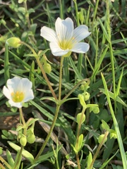 Mononeuria nuttallii