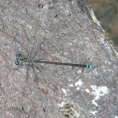 Caledopteryx sarasini