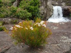 Sannantha pinifolia