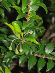 Uromyrtus