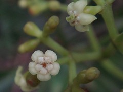 Eumachia