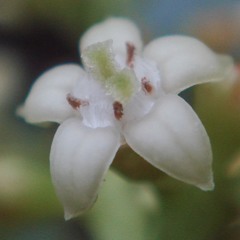 Eumachia