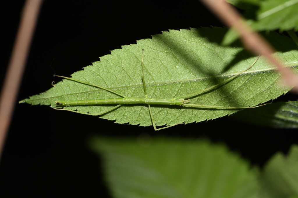 Phraortes liaoningensis