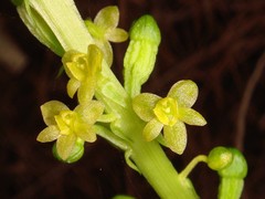 Crepidium taurinum