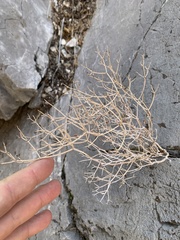 Eriogonum heermannii